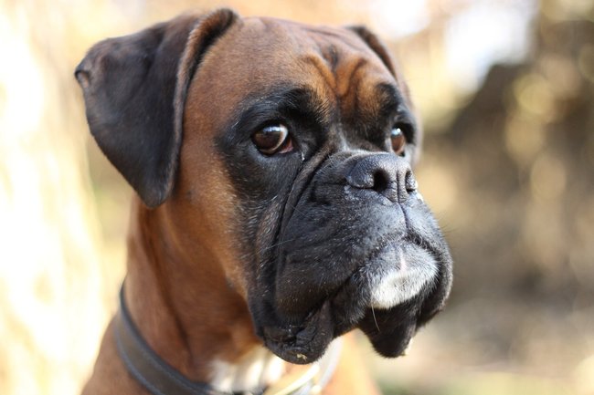 Boxer Boxer
