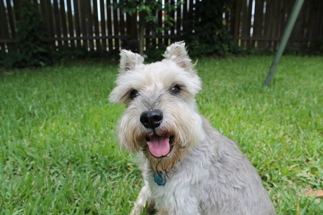 Schnauzer Schnauzer