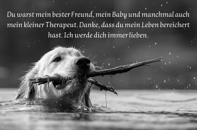 Trauersprüche für Hunde: Mein bester Freund Trauersprüche für Hunde: Mein bester Freund