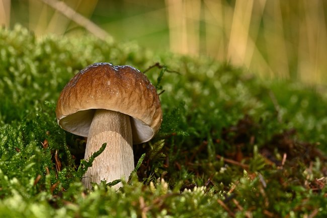 Steinpilz in einem Wald Steinpilz in einem Wald