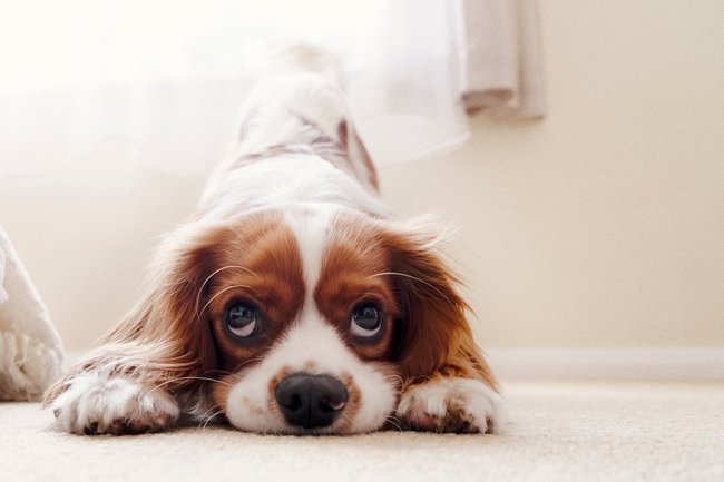 Cavalier King Charles Spaniel Cavalier King Charles Spaniel