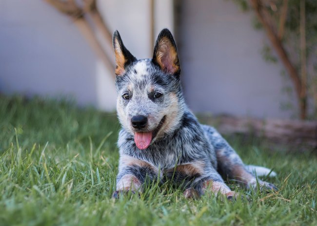 Bluey: Echter Blue Heeler Welpe Bluey: Echter Blue Heeler Welpe