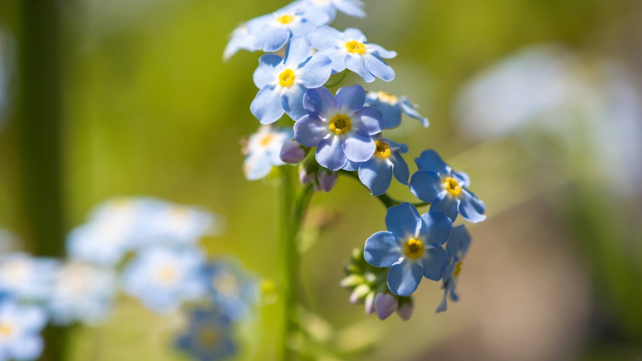 Der April weckt die Lebensgeister aller Blumenfreunde.