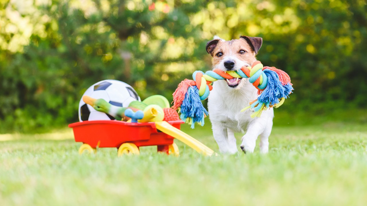 Hundespielzeug bei Öko-Test
