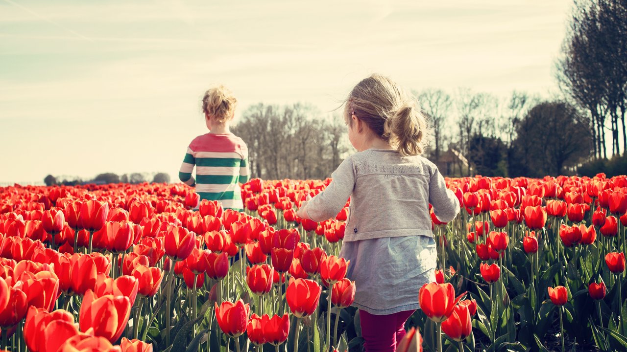 Die kräftigen Farben der Tulpen verdrängen das Wintergrau.
