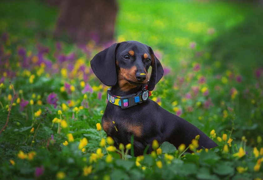 Dackel im Gras