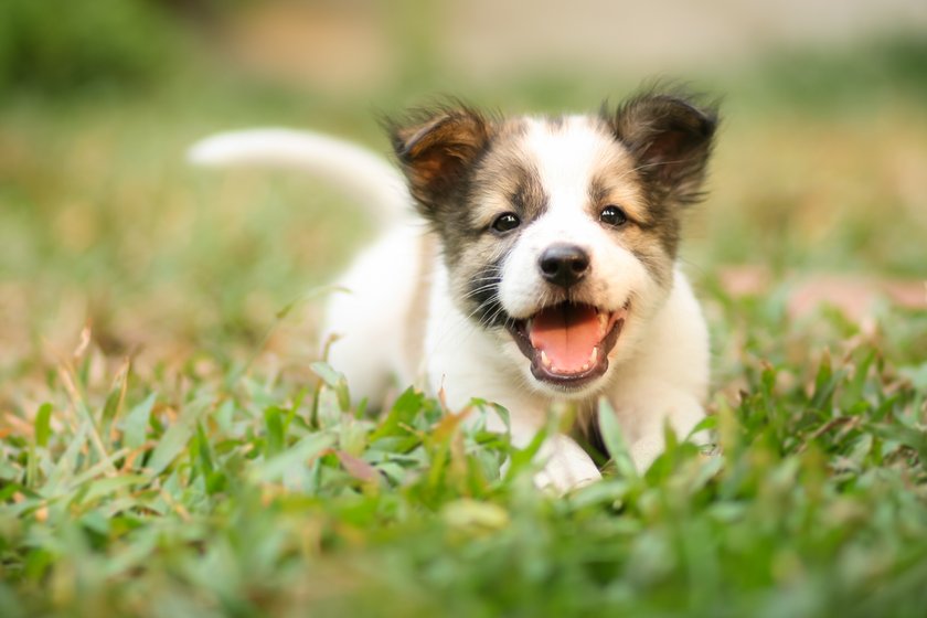 Hund Name Lolli
