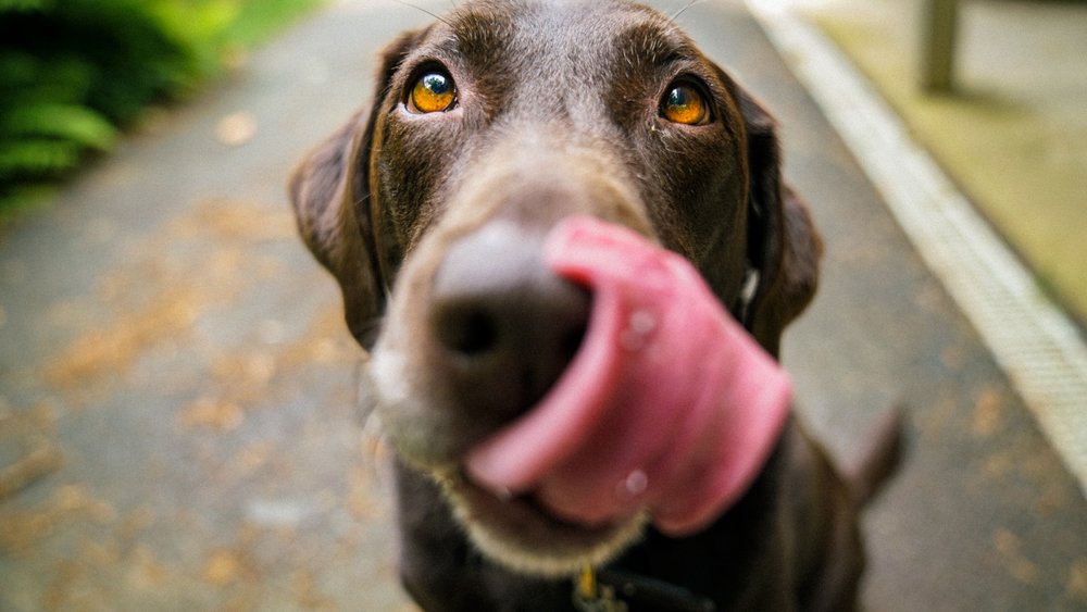 Für manche Hunde ist Rosenkohl ein Leckerbissen.