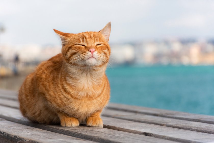 Katzennamen Goldie