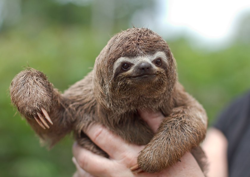 Baby Dreifinger Faultier süße Tiere
