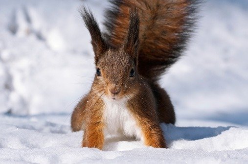 Eichhörnchen im Winter