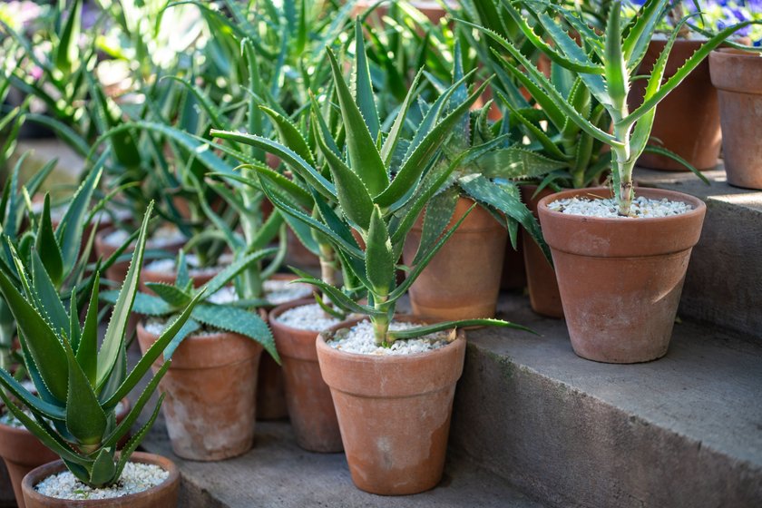 Aloe Vera in Terrakotta Töpfen