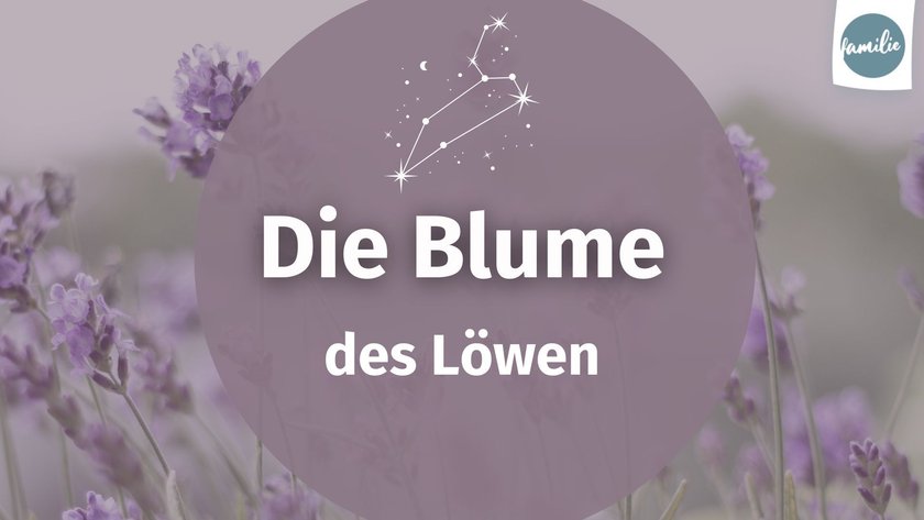 Sternzeichen Portrait Löwe - 16