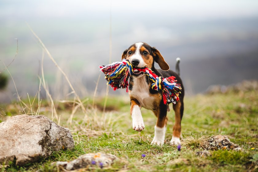 Hund Name Krätze