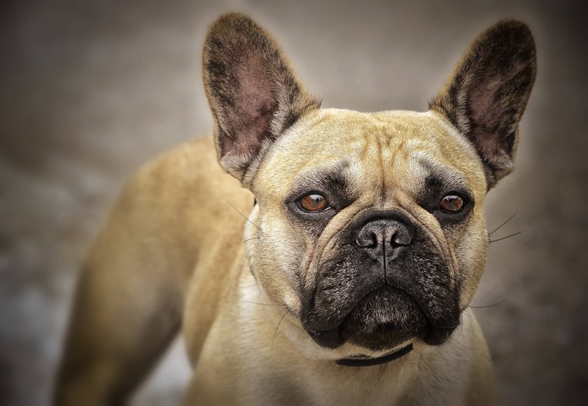 Französische Bulldogge