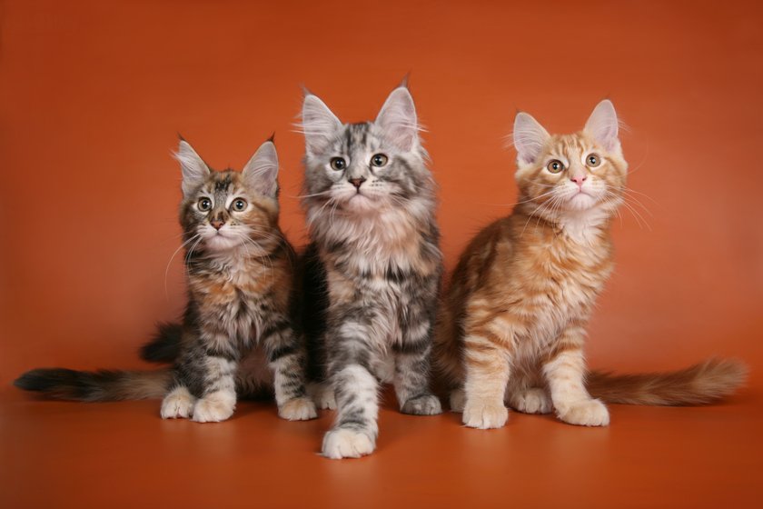 Katzennamen Lucky