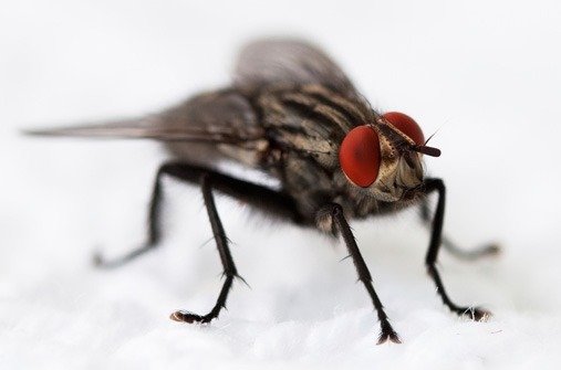 Fliegen im Winter: Überwintern Fliegen?