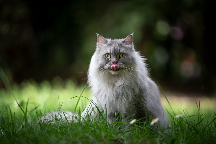 Katzennamen Lilli