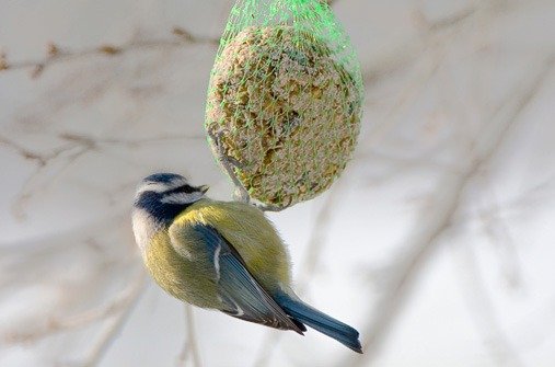 Vögel im Winter: Meise