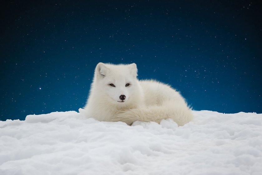 Polarfuchs Süße Tiere