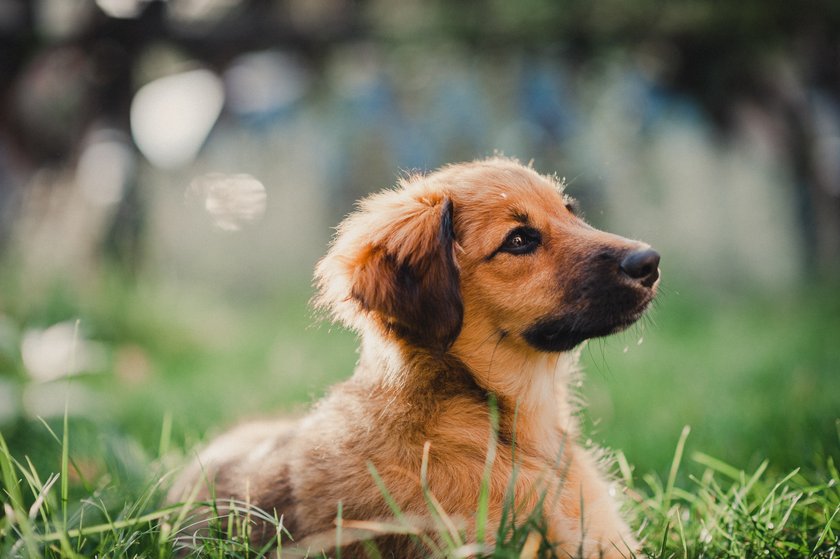 Hund Name Pumuckl
