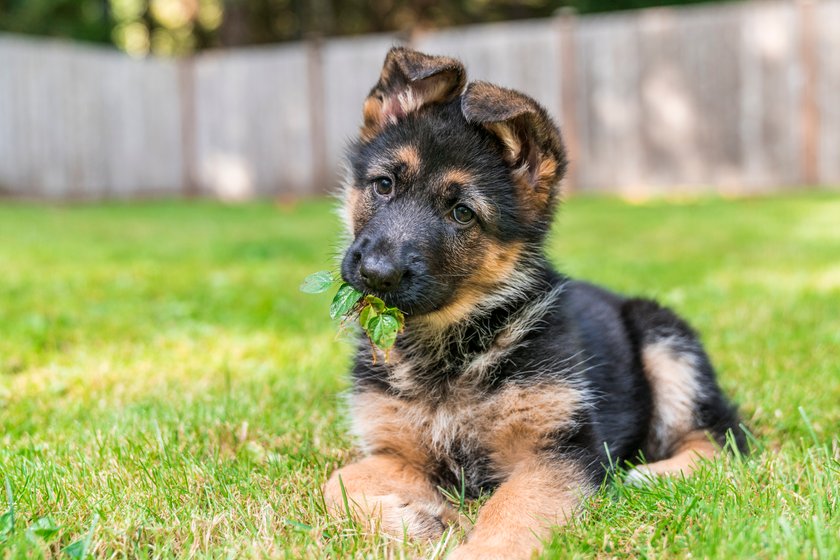 Hund Name Zeus
